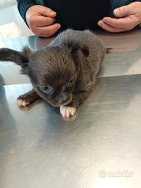 Chihuahua cuccioli toy