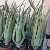 Aloe Vera piante 