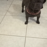 Bulldog francese total blu