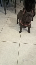 Bulldog francese total blu