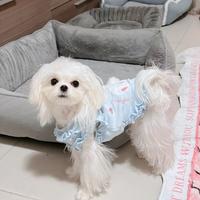 Maltese creano disponibili subito