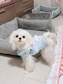 Maltese creano disponibili subito