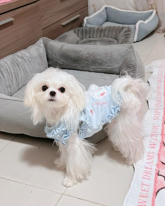 Maltese creano disponibili subito