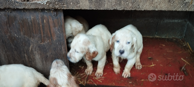 Cuccioli setter inglese