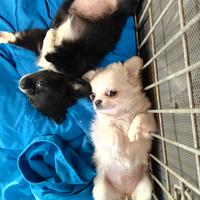 Chihuahua cuccioli