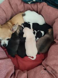 Cuccioli di chihuahua