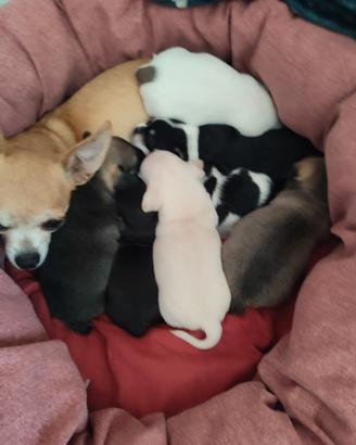 Cuccioli di chihuahua