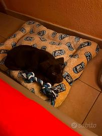 Cucciolo labrador