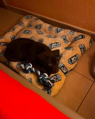Cucciolo 7 mesi