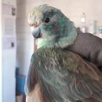 Kakariki gezoomd