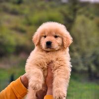 Cuccioli di Golden Retriever - USA - Marina Lab