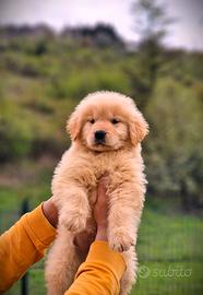 Cuccioli di Golden Retriever - USA - Marina Lab