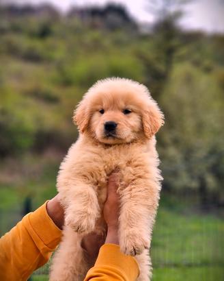 Cuccioli di Golden Retriever - USA - Marina Lab