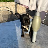 Super prezzo per cucciola di bulldog francese