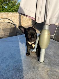 Super prezzo per cucciola di bulldog francese