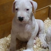 Dogo Argentino