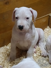 Dogo Argentino