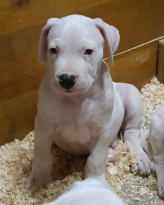 Dogo Argentino
