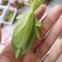 Insetto foglia phyllium philippinicum U.O.V.A SPED