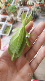 Insetto foglia phyllium philippinicum U.O.V.A SPED