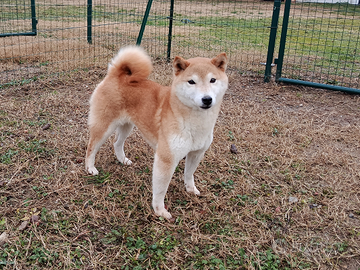 Shiba Inu con pedigree