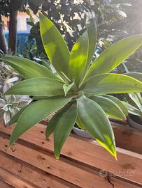 Piante varie