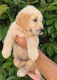 🤩..Super Cucciole di Golden Retriever! 😍