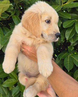 🤩..Super Cucciole di Golden Retriever! 😍