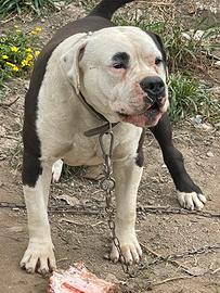 Amstaff