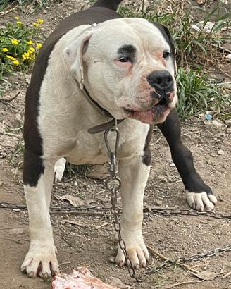 Amstaff