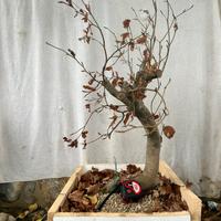 Pre bonsai di faggio YAMADORI