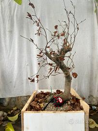 Pre bonsai di faggio YAMADORI