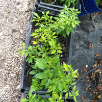 Piantine peperoncini piccanti