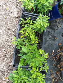 Piantine peperoncini piccanti