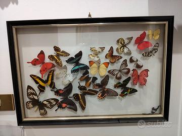 vetrinetta da parete collezione farfalle 