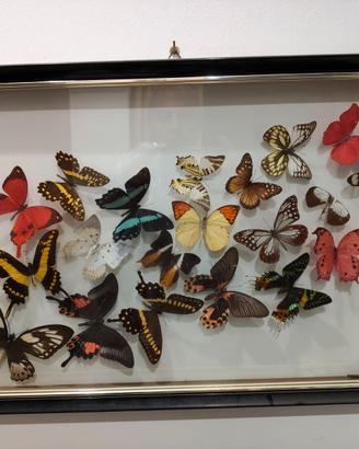 vetrinetta da parete collezione farfalle 