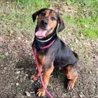 Appello Teo in adozione urgentissima