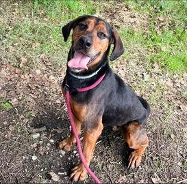 Appello Teo in adozione urgentissima