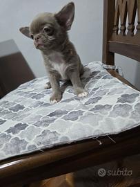 Cuccioli chihuahua