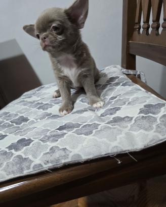 Cuccioli chihuahua