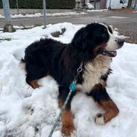 Bovaro del bernese maschio per monta