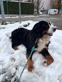 Bovaro del bernese maschio per monta