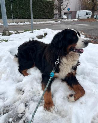 Bovaro del bernese maschio per monta
