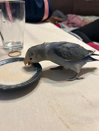 Inseparabili allevati ha mano