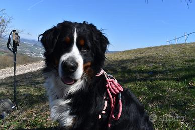 Maschio di Bovaro del Bernese con Pedegree