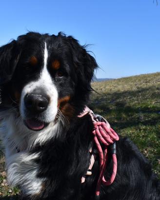 Maschio di Bovaro del Bernese con Pedegree