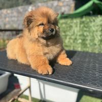 Chow chow Maschio rosso
