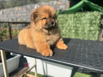 Chow chow Maschio rosso