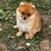 Cuccioli della Pomerania