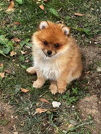 Cuccioli della Pomerania